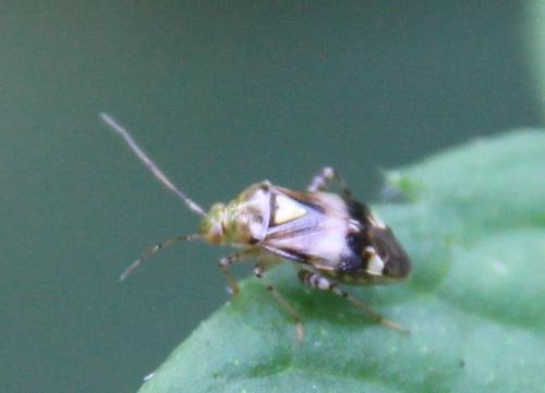Réf. 282 184 : Liocoris tripustulatus